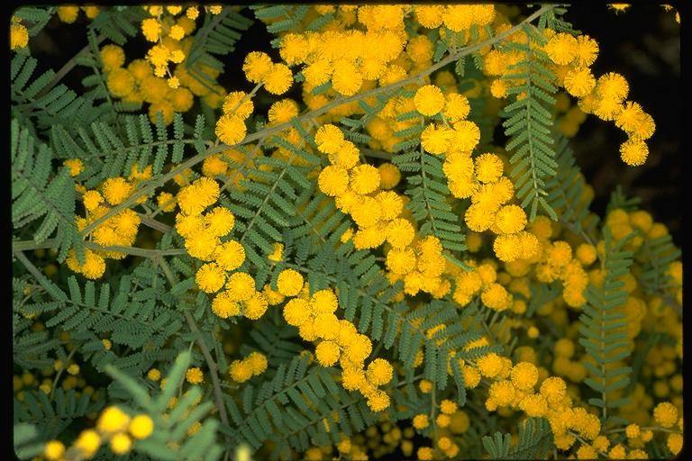 Acacia cardiophylla