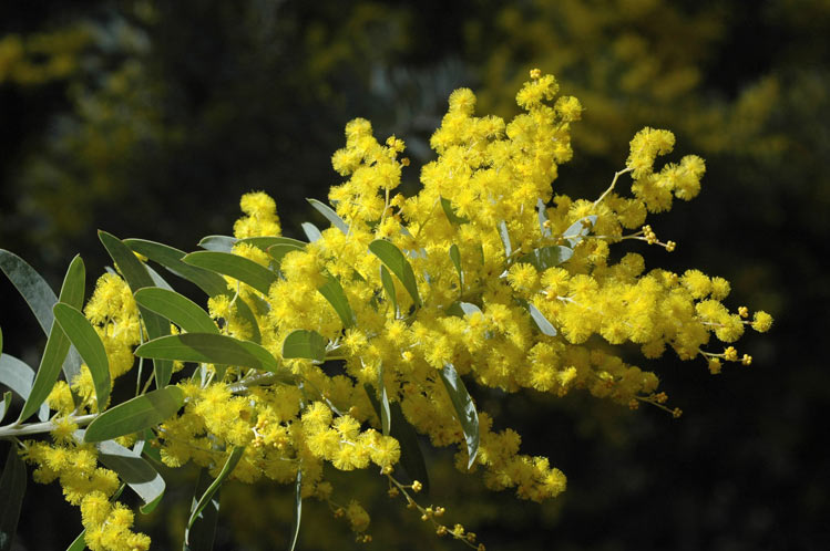 Acacia covenyi