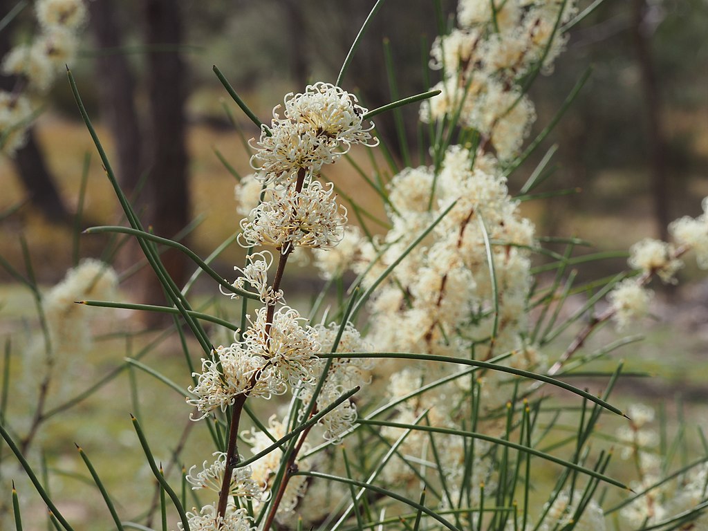 Hakea_microcarpa_(leaves_and_flowers)