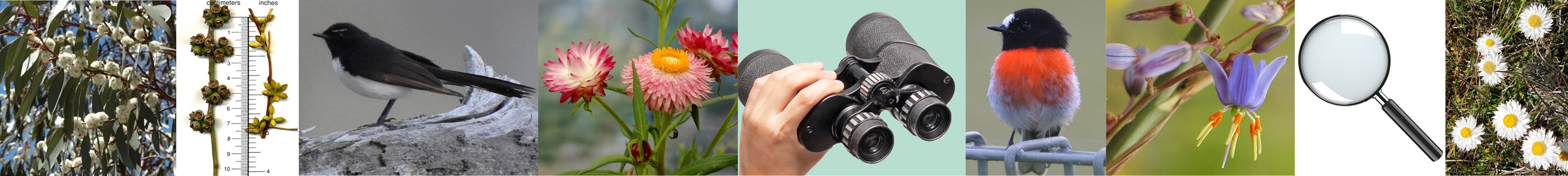 Long Dividing Border jpeg