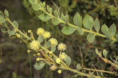 acacia_aureocrinita_nr_numeralla_fagg